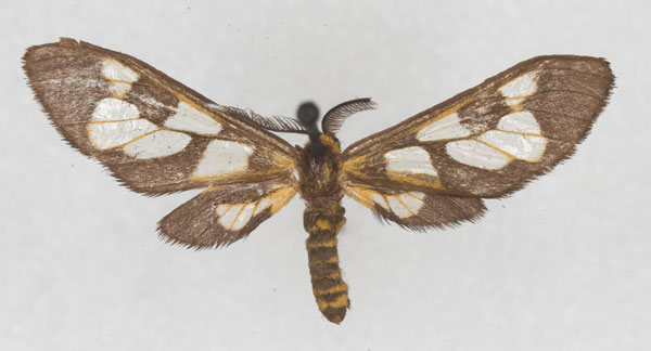 /filer/webapps/moths/media/images/T/trichaetiformis_Thyretes_HT_NHMW_01.jpg