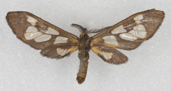 /filer/webapps/moths/media/images/T/trichaetiformis_Thyretes_HT_NHMW_02_TMU20EC.jpg