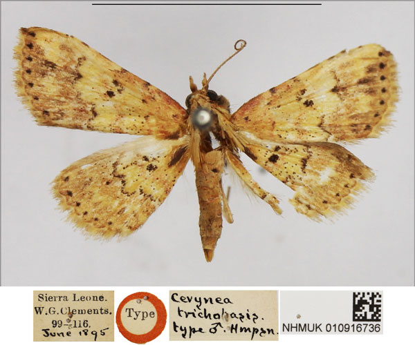 /filer/webapps/moths/media/images/T/trichobasis_Cerynea_STM_NHMUK.jpg