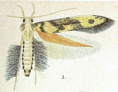 /filer/webapps/moths/media/images/T/trichodora_Stathmopoda_HT_Meyrick_7-1.jpg