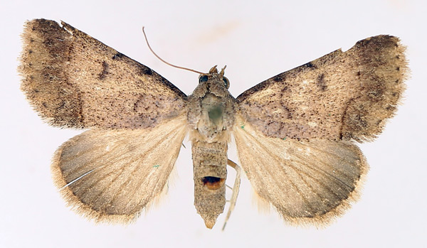 /filer/webapps/moths/media/images/T/trichophora_Plecoptera_AF_TMSA_01.jpg