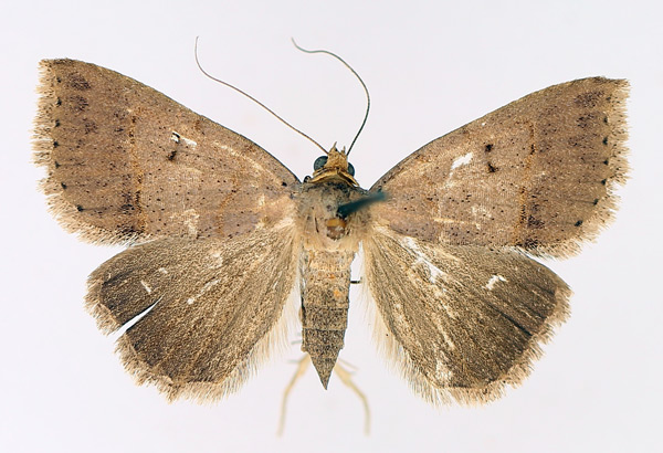 /filer/webapps/moths/media/images/T/trichophora_Plecoptera_AF_TMSA_02.jpg