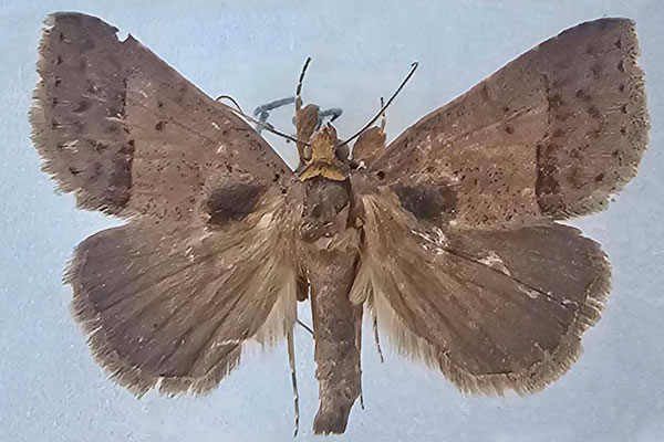 /filer/webapps/moths/media/images/T/trichophora_Plecoptera_AM_Butler.jpg