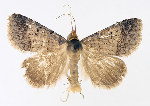 /filer/webapps/moths/media/images/T/trichophora_Plecoptera_AM_TMSA_01.jpg