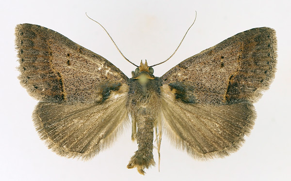 /filer/webapps/moths/media/images/T/trichophora_Plecoptera_AM_TMSA_02.jpg
