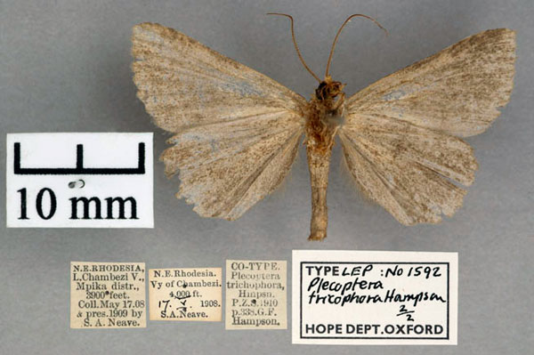 /filer/webapps/moths/media/images/T/trichophora_Plecoptera_PTM_OUMNH_02.jpg