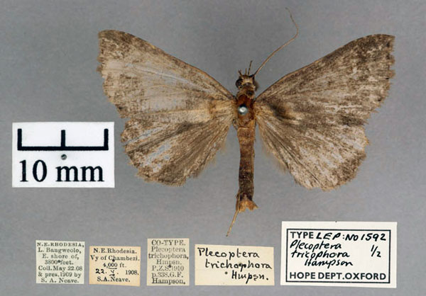 /filer/webapps/moths/media/images/T/trichophora_Plecoptera_PT_OUMNH_01.jpg