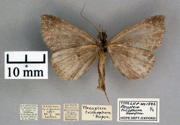 /filer/webapps/moths/media/images/T/trichophora_Plecoptera_PT_OUMNH_02.jpg