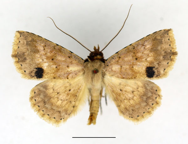 /filer/webapps/moths/media/images/T/trichopoda_Blasticorhinua_AM_Aulombard_01a.jpg