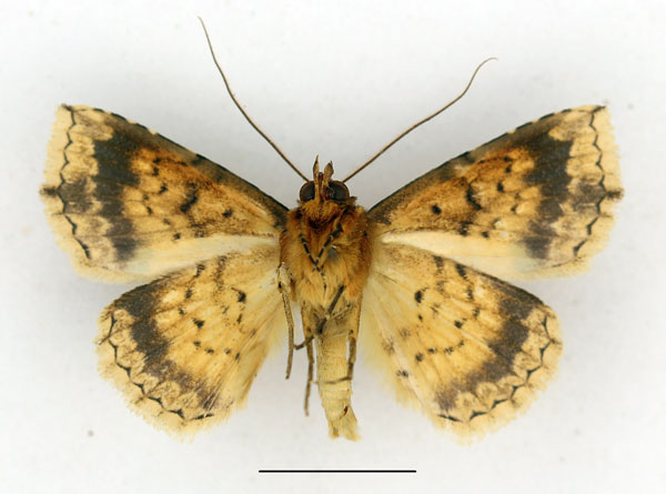 /filer/webapps/moths/media/images/T/trichopoda_Blasticorhinua_AM_Aulombard_01b.jpg