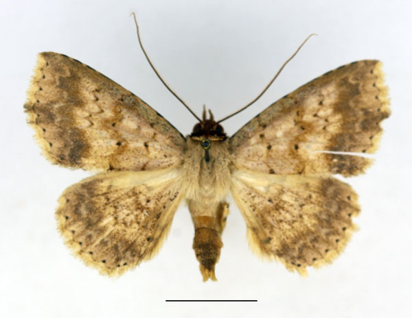 /filer/webapps/moths/media/images/T/trichopoda_Blasticorhinua_AM_Aulombard_02a.jpg