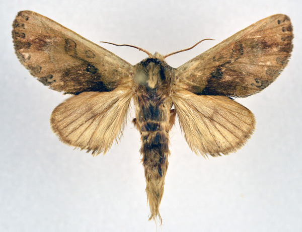 /filer/webapps/moths/media/images/T/trichosa_Daulopaectes_AM_NHMO.jpg