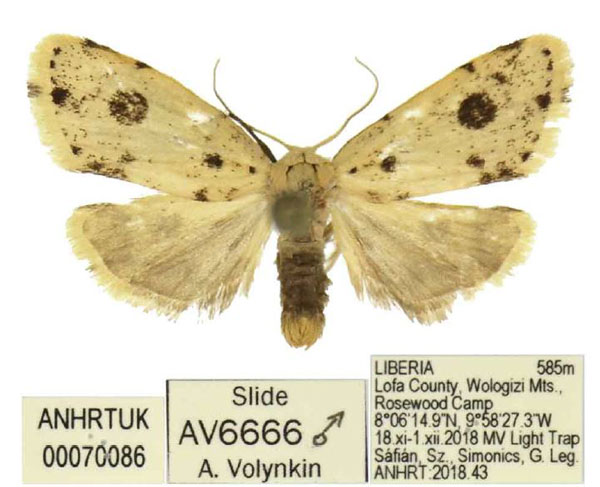/filer/webapps/moths/media/images/T/trichota_Siccia_HT_ANHRT.jpg