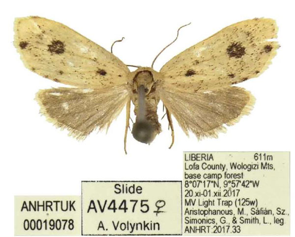 /filer/webapps/moths/media/images/T/trichota_Siccia_PTF_ANHRT.jpg