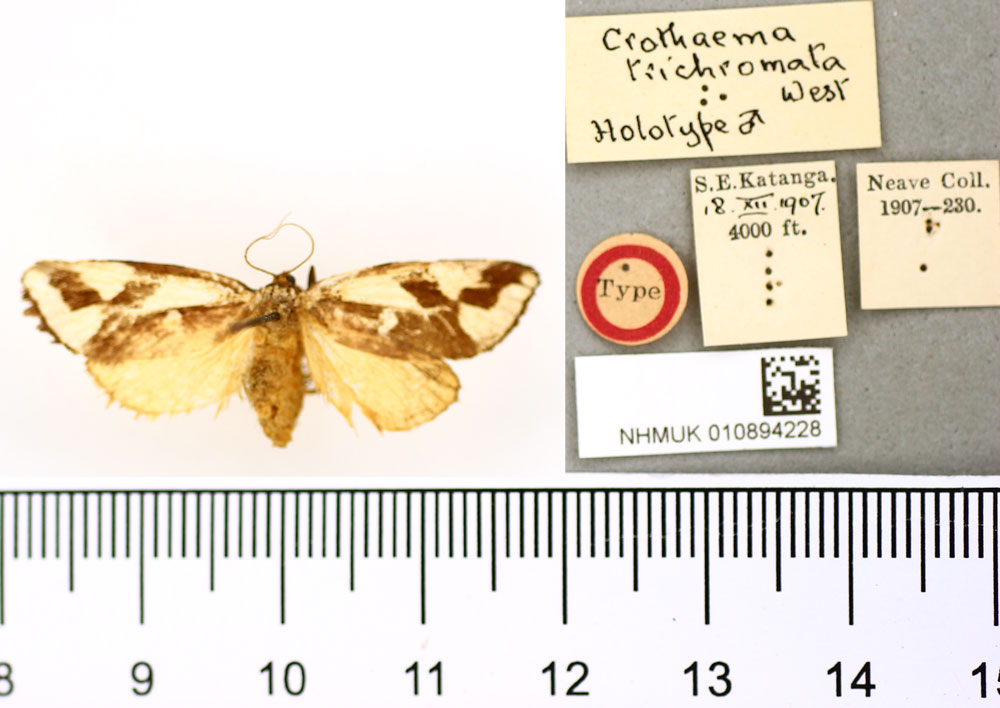/filer/webapps/moths/media/images/T/trichromata_Crothaema_HT_BMNH.jpg