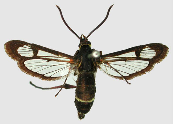 /filer/webapps/moths/media/images/T/tricinctus_Macrotarsipodes_AF_TMSAa.jpg