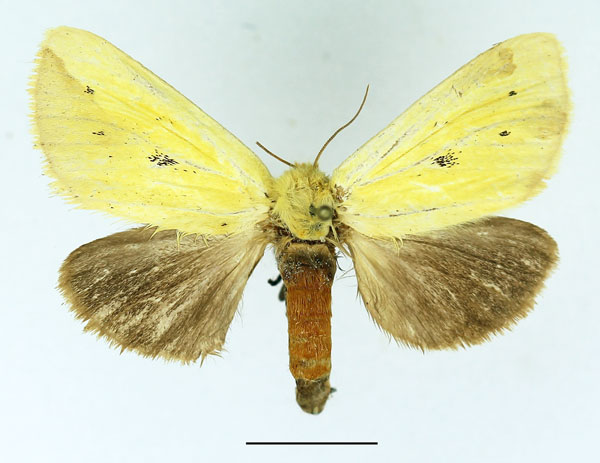 /filer/webapps/moths/media/images/T/tricolor_Antheua_AF_Basquin_02.jpg