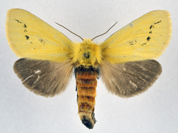 /filer/webapps/moths/media/images/T/tricolor_Antheua_AF_NHMO.jpg