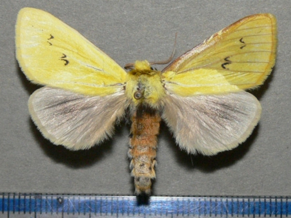 /filer/webapps/moths/media/images/T/tricolor_Antheua_A_Goff_01.JPG