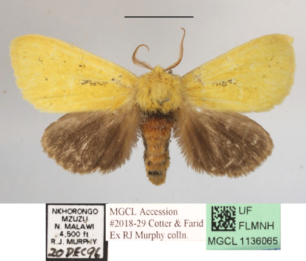 /filer/webapps/moths/media/images/T/tricolor_Antheua_A_MGCLa_01.JPG