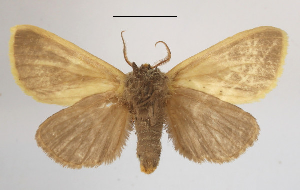/filer/webapps/moths/media/images/T/tricolor_Antheua_A_MGCLb_01.JPG