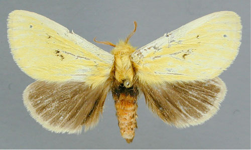 /filer/webapps/moths/media/images/T/tricolor_Antheua_A_RMCA_01.jpg