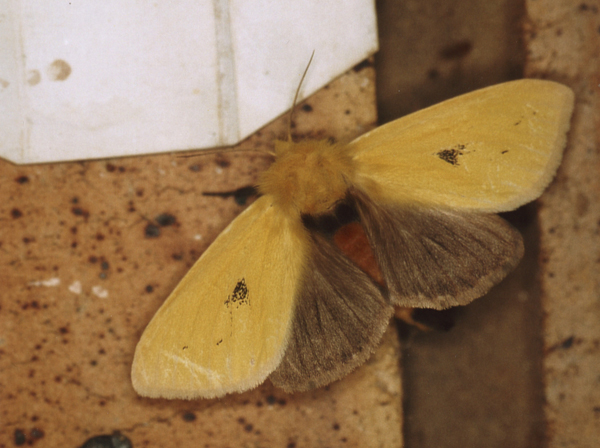 /filer/webapps/moths/media/images/T/tricolor_Antheua_A_Roland_07.jpg