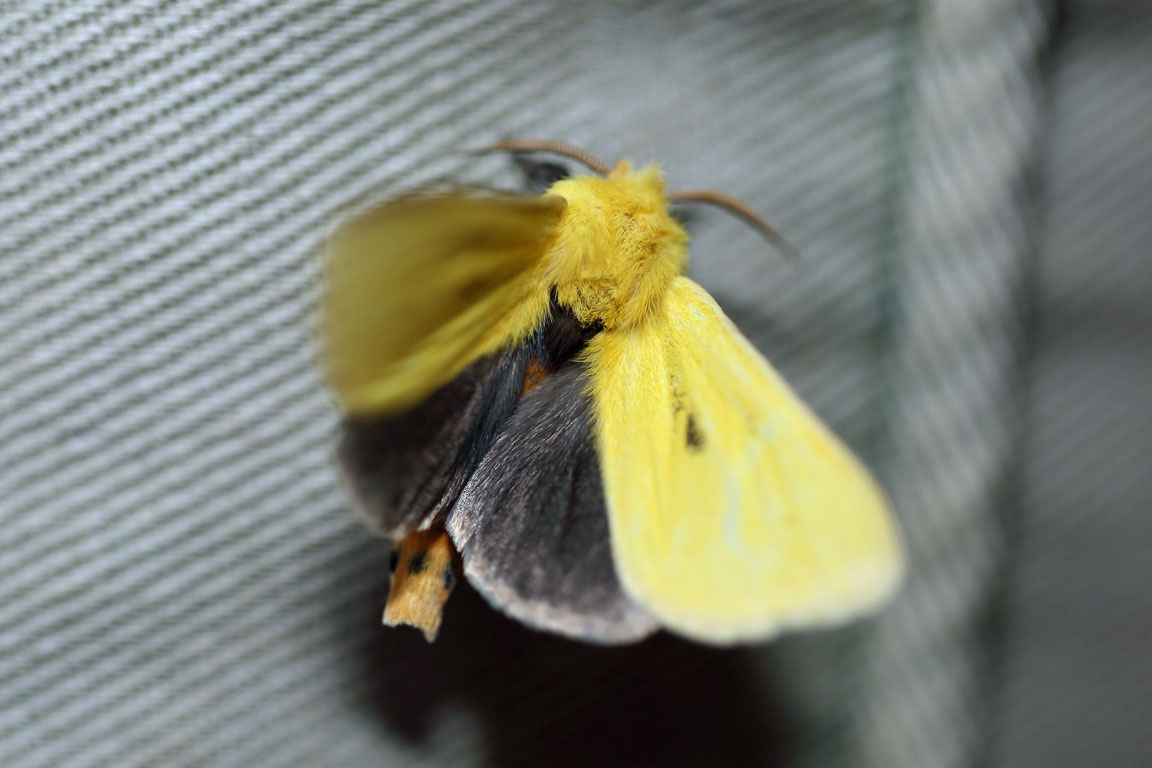 /filer/webapps/moths/media/images/T/tricolor_Antheua_A_Voaden_01.jpg
