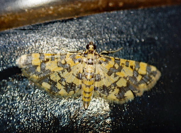 /filer/webapps/moths/media/images/T/tricolor_Eurrhyparodes_A_Roland_01.jpg