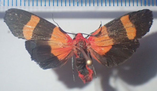 /filer/webapps/moths/media/images/T/tricolor_Isorropus_AM_Bippus.jpg