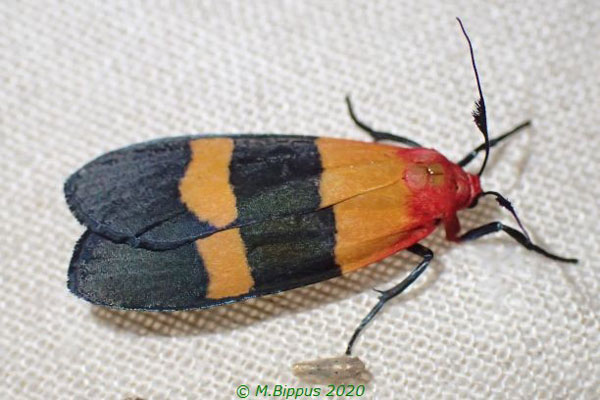 /filer/webapps/moths/media/images/T/tricolor_Isorropus_A_Bippus.jpg