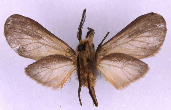 /filer/webapps/moths/media/images/T/tricolor_Metarctia_HT_MNHN_02.jpg