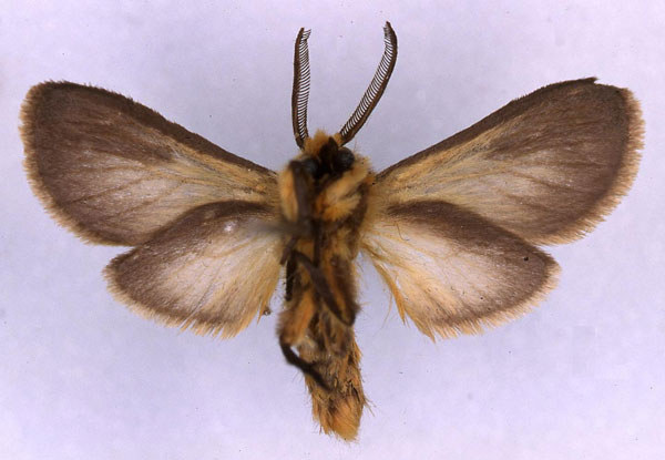 /filer/webapps/moths/media/images/T/tricolor_Metarctia_PT_MNHN_02.jpg