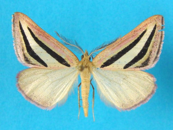 /filer/webapps/moths/media/images/T/tricolor_Pseudomaenas_A_Legrain.jpg