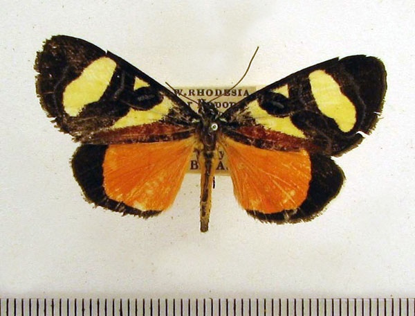 /filer/webapps/moths/media/images/T/tricolora_Aegocera_A_HDOU.jpg