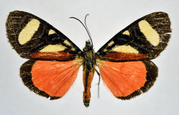 /filer/webapps/moths/media/images/T/tricolora_Aegocera_A_NHMO.jpg