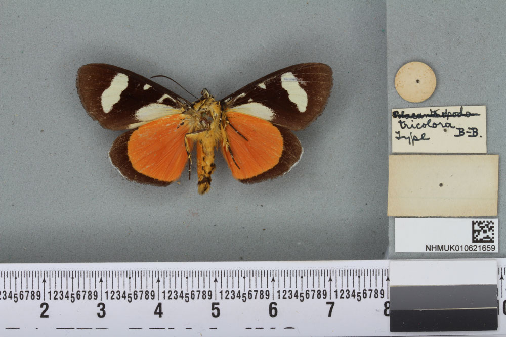 /filer/webapps/moths/media/images/T/tricolora_Aegocera_HT_BMNHb.jpg
