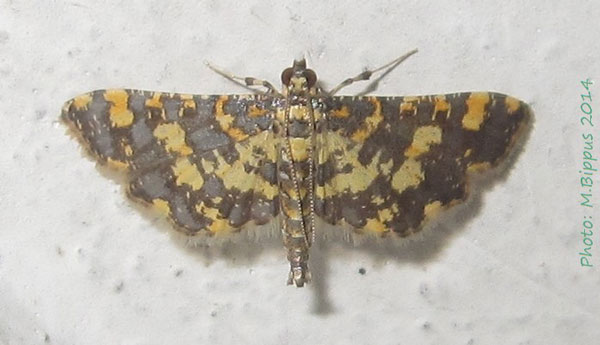 /filer/webapps/moths/media/images/T/tricoloralis_Eurrhyparodes_A_Bippus.jpg