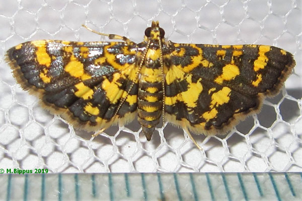 /filer/webapps/moths/media/images/T/tricoloralis_Eurrhyparodes_A_Bippus_02.jpg