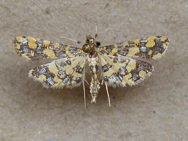 /filer/webapps/moths/media/images/T/tricoloralis_Eurrhyparodes_A_Butler.jpg