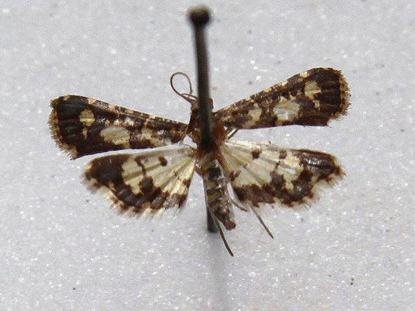 /filer/webapps/moths/media/images/T/tricoloralis_Eurrhyparodes_A_Goff_01.jpg