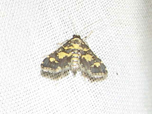 /filer/webapps/moths/media/images/T/tricoloralis_Eurrhyparodes_A_Goff_02.jpg