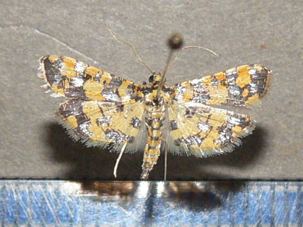 /filer/webapps/moths/media/images/T/tricoloralis_Eurrhyparodes_A_Goff_03.jpg