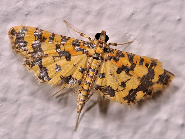 /filer/webapps/moths/media/images/T/tricoloralis_Eurrhyparodes_A_Mazzei_01.jpg