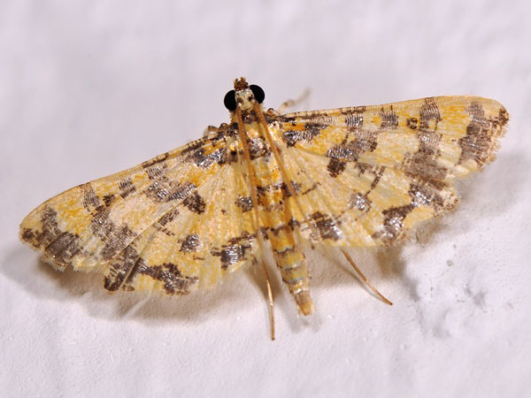 /filer/webapps/moths/media/images/T/tricoloralis_Eurrhyparodes_A_Mazzei_02.jpg