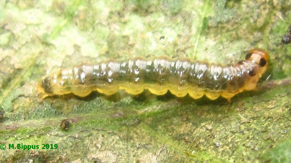 /filer/webapps/moths/media/images/T/tricoloralis_Eurrhyparodes_C_Bippus.jpg