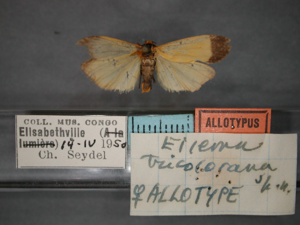 /filer/webapps/moths/media/images/T/tricolorana_Eilema_AT_RMCA_01.jpg