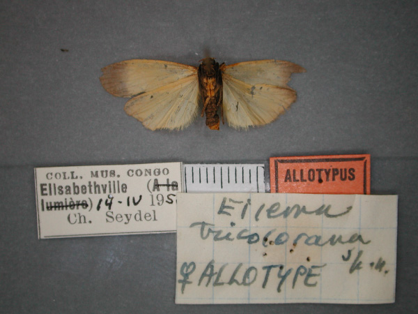 /filer/webapps/moths/media/images/T/tricolorana_Eilema_AT_RMCA_02.jpg