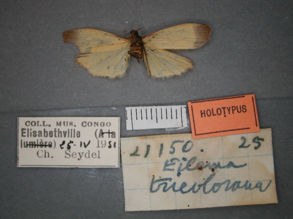 /filer/webapps/moths/media/images/T/tricolorana_Eilema_HT_RMCA_02.jpg