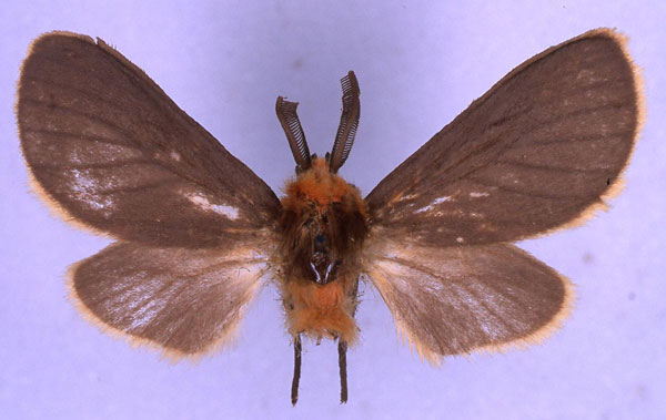 /filer/webapps/moths/media/images/T/tricolorana_Metarctia_HT_BMNH_01.jpg